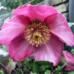 画像13: クリスマスローズ 雪の妖精HGCマダムラモニエ6号