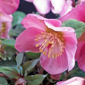 画像6: クリスマスローズ 雪の妖精HGCマダムラモニエ6号