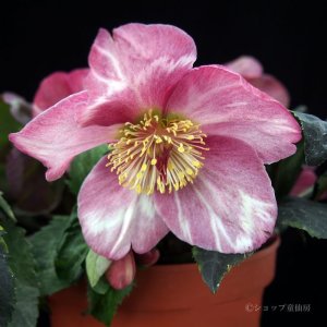 画像14: クリスマスローズ 雪の妖精HGCマダムラモニエ6号