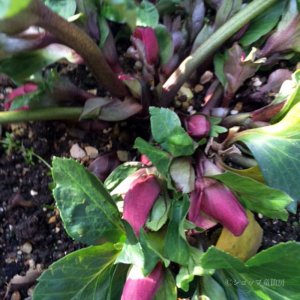 画像11: クリスマスローズ 雪の妖精HGCマダムラモニエ6号