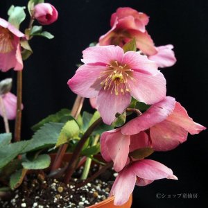 画像10: クリスマスローズ 雪の妖精HGCマダムラモニエ6号