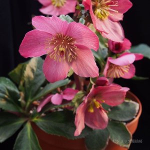 画像9: クリスマスローズ 雪の妖精HGCマダムラモニエ6号