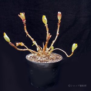 画像10: 庭のあじさい苗 【HBAホットチボリ】5号