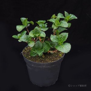 画像3: 庭のあじさい苗 【HBAホットチボリ】5号