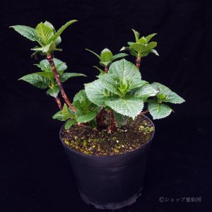 画像5: 庭のあじさい苗 【HBAホットチボリ】5号