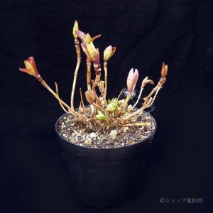 画像2: 庭のあじさい苗 【HBAホットチボリ】5号