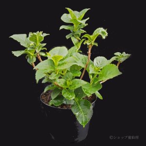 画像8: 庭のあじさい苗 【HBAティファニー】5号