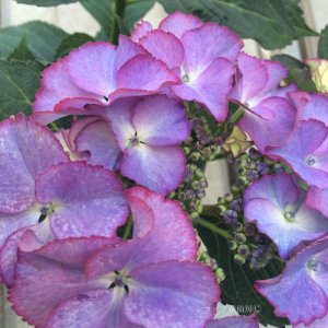 画像18: 庭のあじさい苗 【HBAティファニー】5号