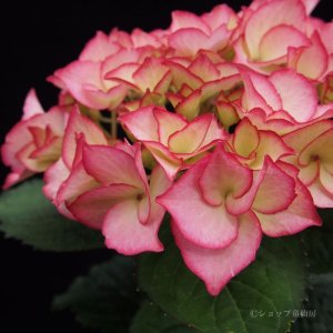 画像5: 庭のあじさい苗 【HBAマリーアントワネット】5号