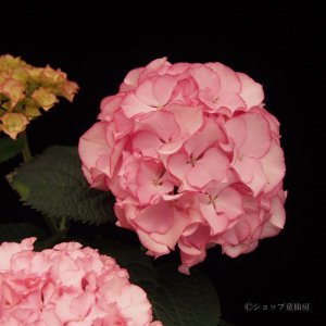 画像16: 庭のあじさい苗 【HBAマリーアントワネット】5号