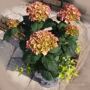 画像13: 庭のあじさい苗 【HBAマリーアントワネット】5号