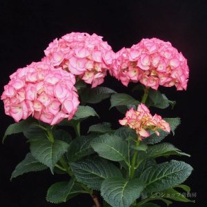 画像15: 庭のあじさい苗 【HBAマリーアントワネット】5号