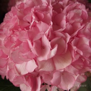 画像3: 庭のあじさい苗 【HBAマリーアントワネット】5号