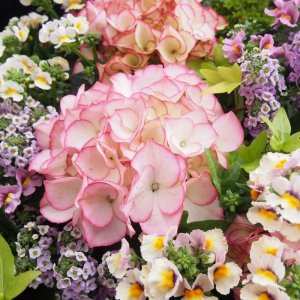 画像14: 庭のあじさい苗 【HBAマリーアントワネット】5号