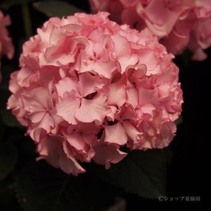 画像17: 庭のあじさい苗 【HBAマリーアントワネット】5号