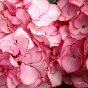 画像7: 庭のあじさい苗 【HBAマリーアントワネット】5号