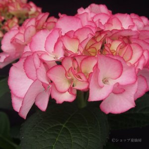 画像12: 庭のあじさい苗 【HBAマリーアントワネット】5号