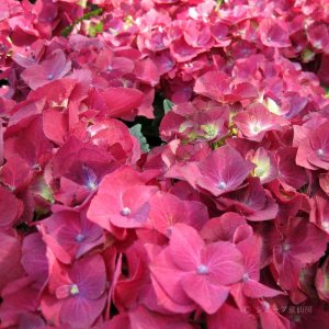 画像14: 庭のあじさい苗 【HBAレッドビューティー】5号