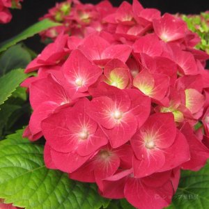 画像16: 庭のあじさい苗 【HBAレッドビューティー】5号