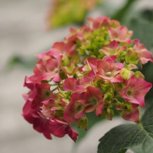 画像18: 庭のあじさい苗 【HBAホットレッド】5号