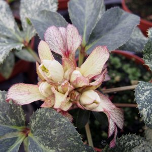 画像8: クリスマスローズ HGCスノーフィーバー鉢植え