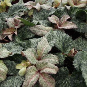 画像6: クリスマスローズ HGCスノーフィーバー鉢植え