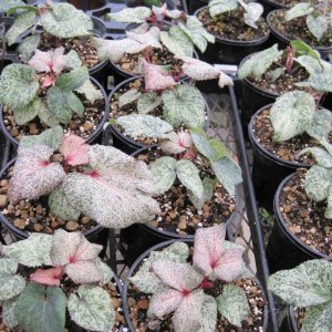 画像10: クリスマスローズ HGCスノーフィーバー鉢植え