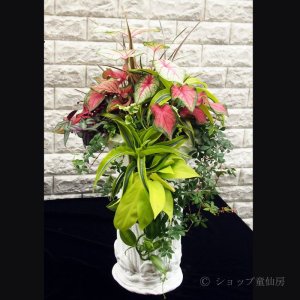 画像4: 寄せ植え No'46