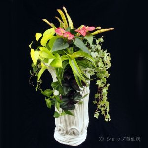 画像5: 寄せ植え No'46