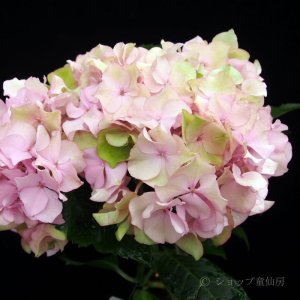 画像5: 庭のあじさい苗 【HBAアデュラピンク】5号