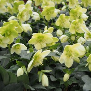 画像17: クリスマスローズ HGCアイスブレーカーマキシー6号