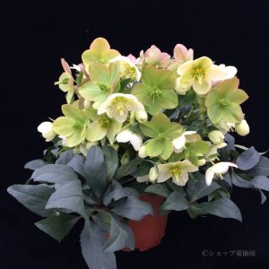 画像11: クリスマスローズ HGCアイスブレーカーマキシー6号