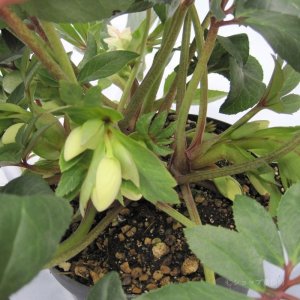 画像12: クリスマスローズ HGCアイスブレーカーマキシー6号