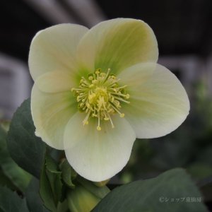 画像15: クリスマスローズ HGCアイスブレーカーマキシー6号