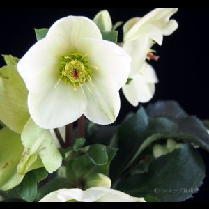 画像8: クリスマスローズ Ice N' roses 氷の薔薇ホワイト6号