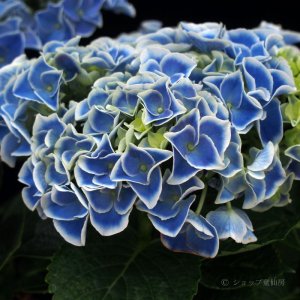画像1: 庭のあじさい苗 【HBAホットチボリ】5号