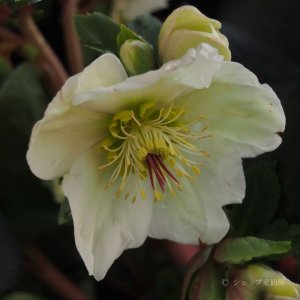 画像12: クリスマスローズ Ice N' roses 氷の薔薇ホワイト6号