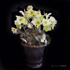 画像15: クリスマスローズ Ice N' roses 氷の薔薇ホワイト6号