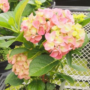 画像6: 庭のあじさい苗 【HBAジップ】5号