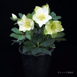 画像12: クリスマスローズ HGCジェスコ4.5号