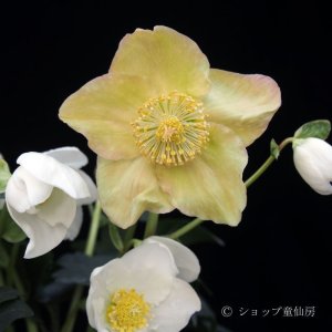 画像11: クリスマスローズ HGCジェスコ4.5号