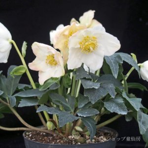 画像7: クリスマスローズ HGCジェスコ4.5号