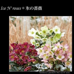 画像17: クリスマスローズ Ice N' roses 氷の薔薇ホワイト6号