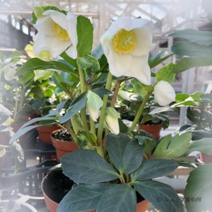 画像5: クリスマスローズ HGCジェスコ4.5号