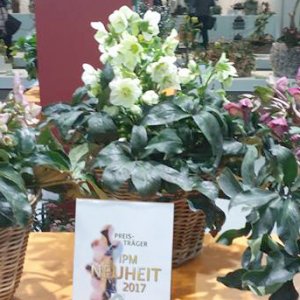 画像18: クリスマスローズ Ice N' roses 氷の薔薇ホワイト6号