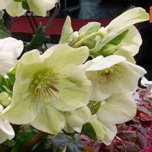 画像20: クリスマスローズ Ice N' roses 氷の薔薇ホワイト6号