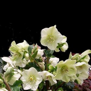 画像19: クリスマスローズ Ice N' roses 氷の薔薇ホワイト6号