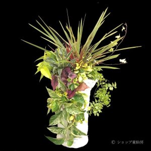 画像9: 寄せ植え No'46