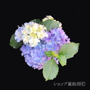 画像14: 庭のあじさい苗 【HBAクレージーテンシア】3.5号