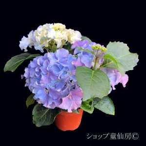 画像6: 庭のあじさい苗 【HBAクレージーテンシア】3.5号
